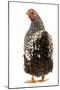 Wyandotte Chicken Silver Laced in Studio-null-Mounted Photographic Print