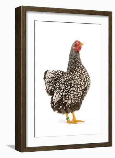 Wyandotte Chicken Silver Laced in Studio-null-Framed Photographic Print