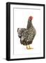 Wyandotte Chicken Silver Laced in Studio-null-Framed Photographic Print