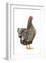 Wyandotte Chicken Silver Laced in Studio-null-Framed Photographic Print