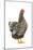 Wyandotte Chicken Silver Laced in Studio-null-Mounted Photographic Print