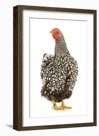 Wyandotte Chicken Silver Laced in Studio-null-Framed Photographic Print