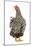 Wyandotte Chicken Silver Laced in Studio-null-Mounted Photographic Print