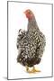 Wyandotte Chicken Silver Laced in Studio-null-Mounted Photographic Print