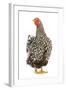 Wyandotte Chicken Silver Laced in Studio-null-Framed Photographic Print