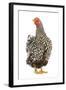 Wyandotte Chicken Silver Laced in Studio-null-Framed Photographic Print
