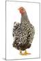 Wyandotte Chicken Silver Laced in Studio-null-Mounted Photographic Print