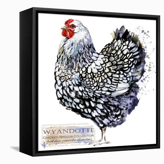 Wyandotte Hen. Poultry Farming. Chicken Breeds Series. Domestic Farm Bird Watercolor Illustration.-Faenkova Elena-Framed Stretched Canvas