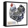 Wyandotte Hen. Poultry Farming. Chicken Breeds Series. Domestic Farm Bird Watercolor Illustration.-Faenkova Elena-Framed Stretched Canvas