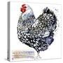 Wyandotte Hen. Poultry Farming. Chicken Breeds Series. Domestic Farm Bird Watercolor Illustration.-Faenkova Elena-Stretched Canvas
