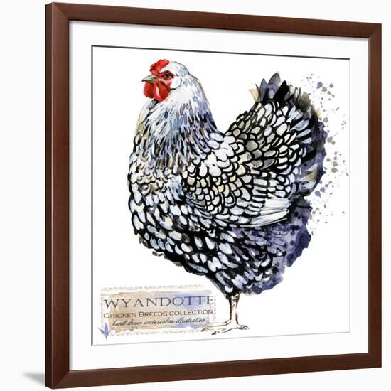 Wyandotte Hen. Poultry Farming. Chicken Breeds Series. Domestic Farm Bird Watercolor Illustration.-Faenkova Elena-Framed Art Print