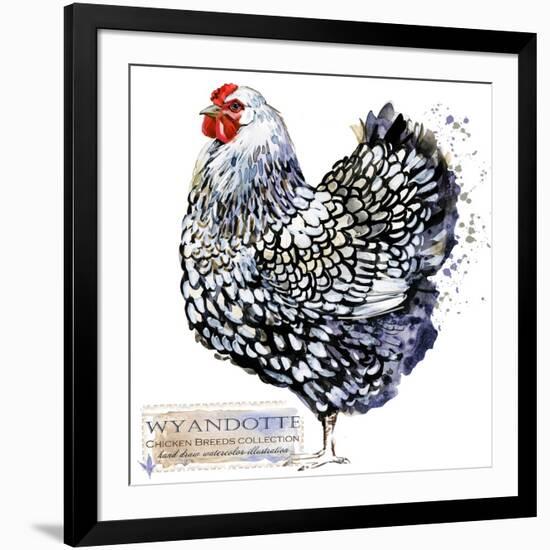 Wyandotte Hen. Poultry Farming. Chicken Breeds Series. Domestic Farm Bird Watercolor Illustration.-Faenkova Elena-Framed Art Print