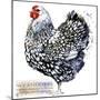 Wyandotte Hen. Poultry Farming. Chicken Breeds Series. Domestic Farm Bird Watercolor Illustration.-Faenkova Elena-Mounted Art Print