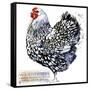 Wyandotte Hen. Poultry Farming. Chicken Breeds Series. Domestic Farm Bird Watercolor Illustration.-Faenkova Elena-Framed Stretched Canvas