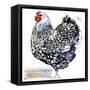 Wyandotte Hen. Poultry Farming. Chicken Breeds Series. Domestic Farm Bird Watercolor Illustration.-Faenkova Elena-Framed Stretched Canvas