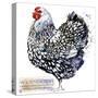 Wyandotte Hen. Poultry Farming. Chicken Breeds Series. Domestic Farm Bird Watercolor Illustration.-Faenkova Elena-Stretched Canvas