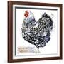 Wyandotte Hen. Poultry Farming. Chicken Breeds Series. Domestic Farm Bird Watercolor Illustration.-Faenkova Elena-Framed Art Print