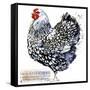 Wyandotte Hen. Poultry Farming. Chicken Breeds Series. Domestic Farm Bird Watercolor Illustration.-Faenkova Elena-Framed Stretched Canvas