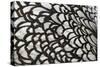Wyandotte Silver Laced, Feather Detail-null-Stretched Canvas