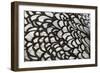 Wyandotte Silver Laced, Feather Detail-null-Framed Photographic Print