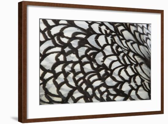 Wyandotte Silver Laced, Feather Detail-null-Framed Photographic Print