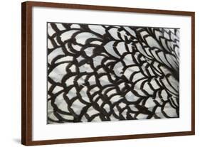 Wyandotte Silver Laced, Feather Detail-null-Framed Photographic Print