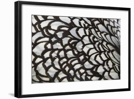 Wyandotte Silver Laced, Feather Detail-null-Framed Photographic Print