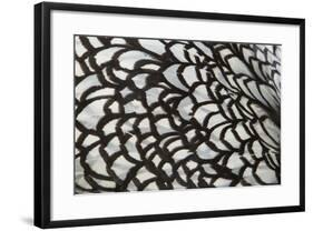 Wyandotte Silver Laced, Feather Detail-null-Framed Photographic Print