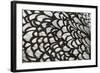 Wyandotte Silver Laced, Feather Detail-null-Framed Photographic Print