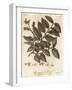 Wych Elm or Scots Elm, Ulmus Glabra. , 1776 (Engraving)-Johann Sebastien Muller-Framed Giclee Print