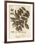 Wych Elm or Scots Elm, Ulmus Glabra. , 1776 (Engraving)-Johann Sebastien Muller-Framed Giclee Print