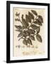 Wych Elm or Scots Elm, Ulmus Glabra. , 1776 (Engraving)-Johann Sebastien Muller-Framed Giclee Print