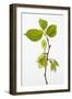 Wych Elm (Ulmus Glabra)-null-Framed Photographic Print