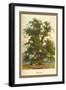 Wych Elm-W.h.j. Boot-Framed Art Print