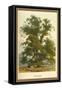 Wych Elm-W.h.j. Boot-Framed Stretched Canvas