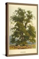 Wych Elm-W.h.j. Boot-Stretched Canvas
