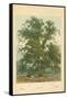 Wych Elm-William Henry James Boot-Framed Stretched Canvas