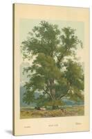 Wych Elm-William Henry James Boot-Stretched Canvas