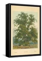 Wych Elm-William Henry James Boot-Framed Stretched Canvas
