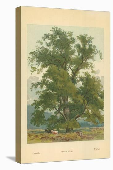 Wych Elm-William Henry James Boot-Stretched Canvas