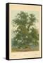 Wych Elm-William Henry James Boot-Framed Stretched Canvas