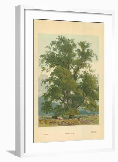 Wych Elm-William Henry James Boot-Framed Giclee Print