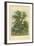 Wych Elm-William Henry James Boot-Framed Giclee Print