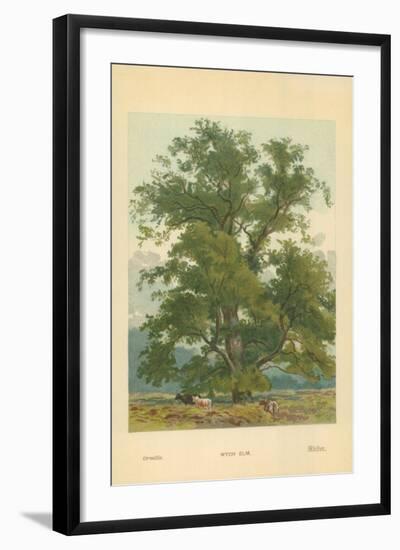 Wych Elm-William Henry James Boot-Framed Giclee Print