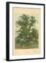 Wych Elm-William Henry James Boot-Framed Giclee Print