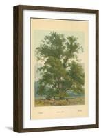 Wych Elm-William Henry James Boot-Framed Giclee Print