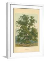 Wych Elm-William Henry James Boot-Framed Giclee Print