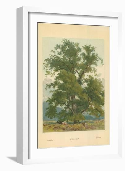 Wych Elm-William Henry James Boot-Framed Giclee Print