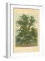 Wych Elm-William Henry James Boot-Framed Giclee Print