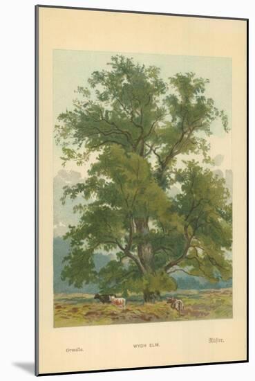 Wych Elm-William Henry James Boot-Mounted Giclee Print